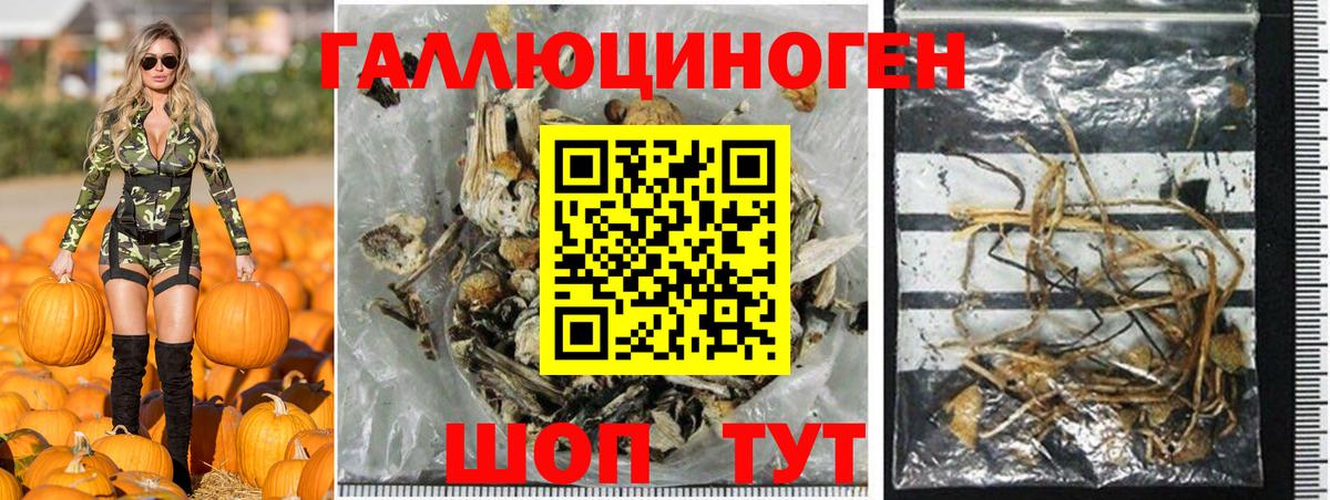 Норильск  Псилоцибиновые грибы Psilocybine cubensis  Вход с VPN 